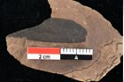Foto (Detailansicht) von Sphaeria palaeolentisti Ettingshausen (NHMW-GEO-2024-0188-0046)